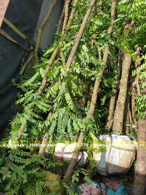 Cây Muồng Hoa Anh Đào đường kính gốc 12 - 15cm, đã dâm ủ nhiều năm