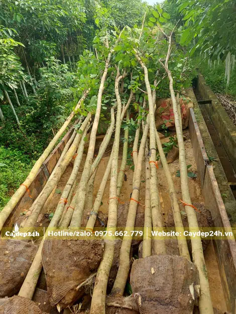 Hàng chục cây hoa Muồng Hoàng Yến thẳng đẹp, cao 4m, đường kính gốc từ 5cm