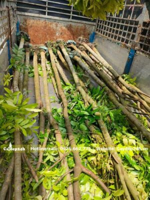 Những cây Nhạc Ngựa cao 5m, đường kính gốc 10 - 13cm đã xếp gọn trên xe