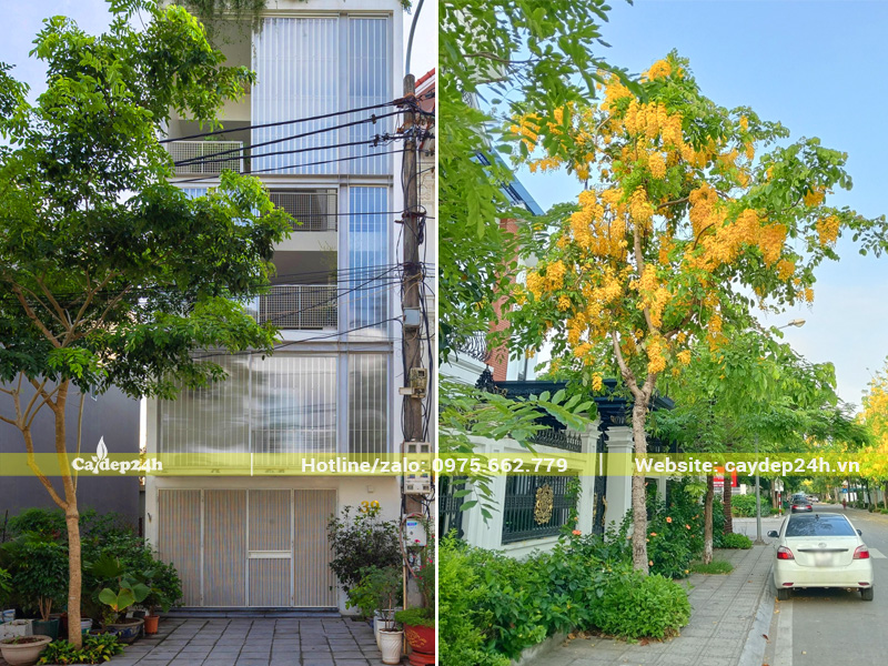 Cây muồng hoàng yến trồng trước cổng nhà đang nở hoa rực rỡ