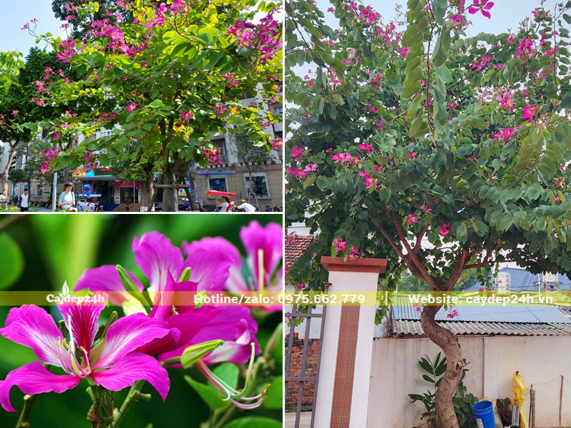 Cây Ban Tím trồng trước cổng nhà
