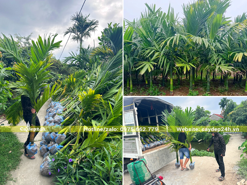 Bứng cây cau ta giống, chiều cao hơn 1m