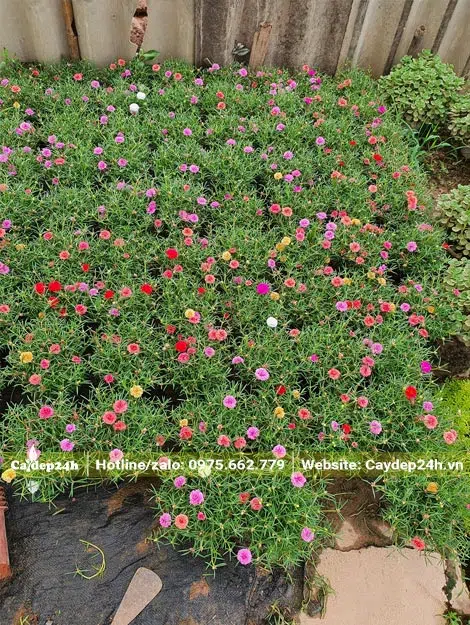 Hoa Mười Giờ nuôi dưỡng trong bầu