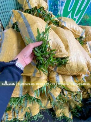 Cỏ Lá Gừng đã đóng bao chắc chắn, chuẩn bị giao tới công trình