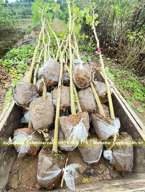 Bốc cây hoa Ban Trắng lên xe chở ra điểm tập kết