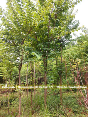 Cây công trình nhỏ vanh 20cm, chiều cao gần 3m