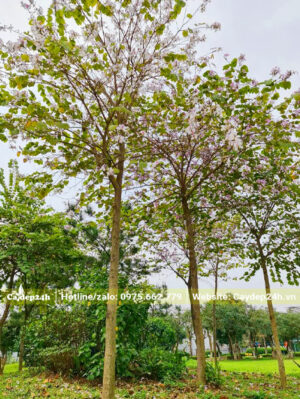 Cây Ban Tây Bắc lâu năm, vanh gốc 40 - 50