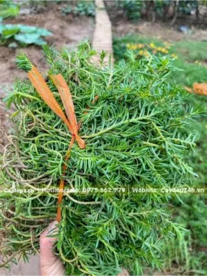 Cành hoa Mười giờ mới thu hoạch để đem giâm trồng