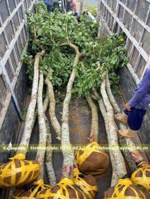 Cây bứng thẳng đã bó bầu và đưa lên xe tải