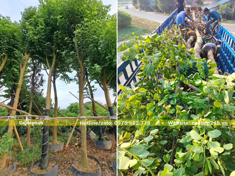 Cẩu hạ cây Ban Tây Bắc đã dâm ủ kỹ