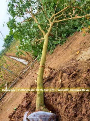 Bứng nóng cây Osaka đường kính gốc 20cm, bọc bầu bằng lưới tự tiêu