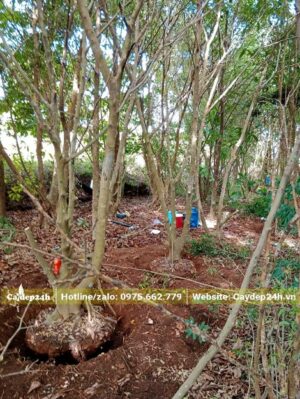 Bứng nóng cây Sanh công trình cao 4 - 5m