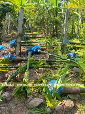 Bứng và bọc bầu số lượng lớn cây Cau Ăn Trầu trưởng thành