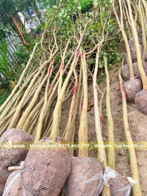 Hàng tuyển chọn chất lượng, kích thước đồn đều, thân thẳng đẹp