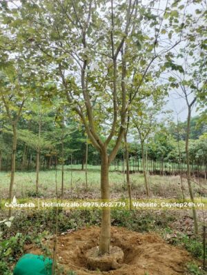 Bứng bầu đất cây Ban Tây Bắc lâu năm, đang sẵn hoa, không tỉa tay cành