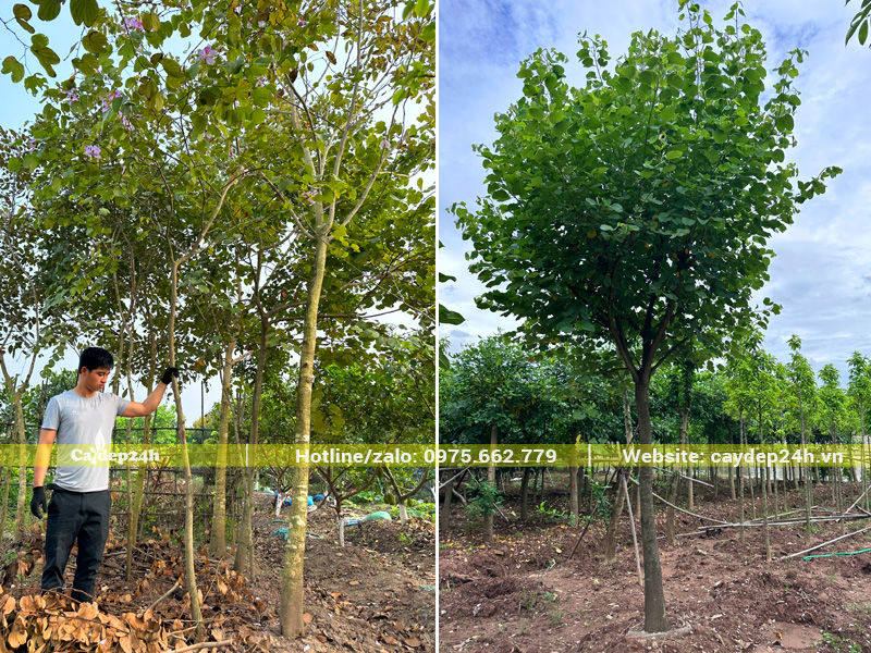 Ban Tây Bắc đánh thẳng và cây đã dâm ủ có tán đều và đẹp