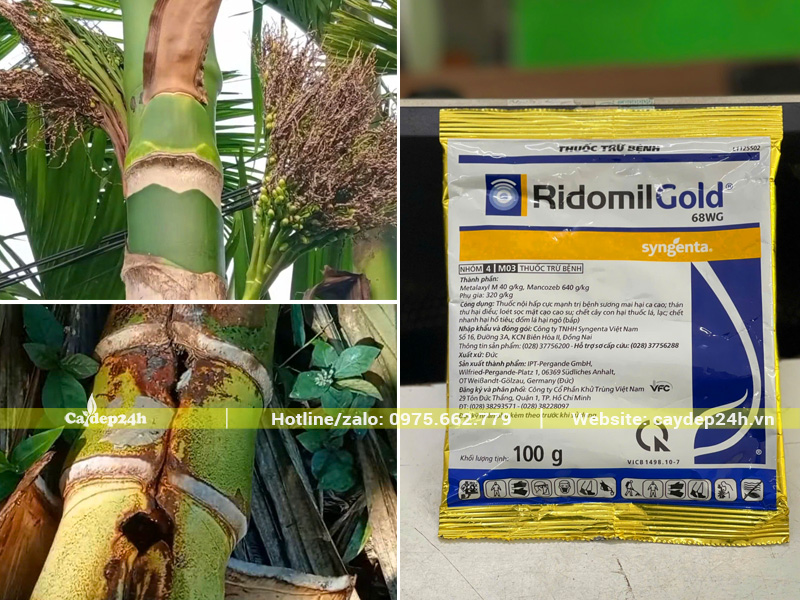 Cau ta bị nấm bệnh, bị sâu đục thân