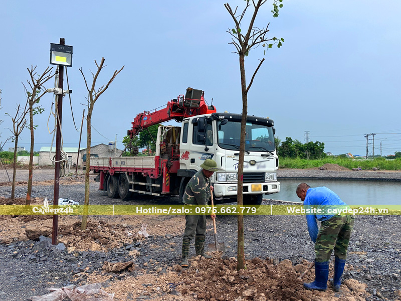 Thi công trồng cây Ban Tây Bắc công trình cho dự án tại Ninh Bình