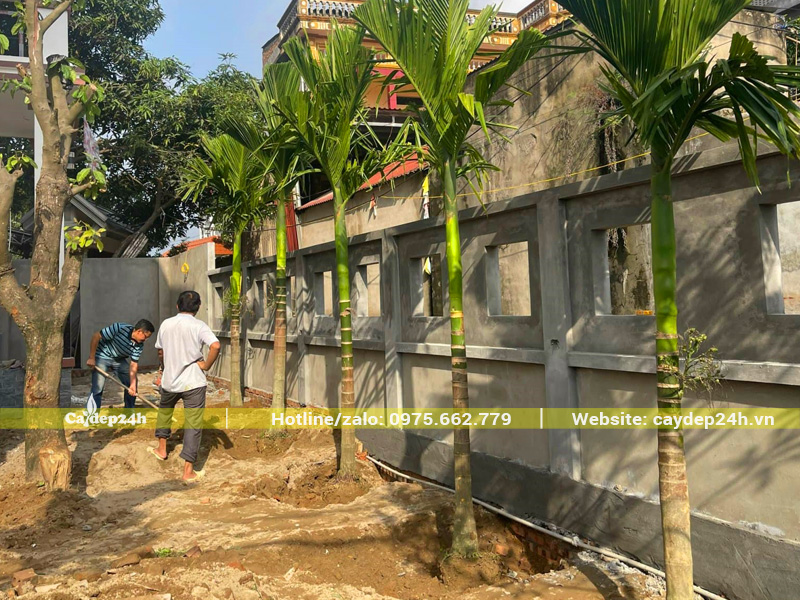 Thi công trồng cây cau ta trước sân vườn nhà ở