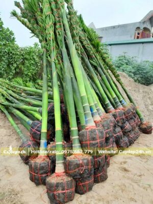 Hàng chục cây Cau Ta công trình đẹp, bầu bọc lưới đen và buộc cẩn thận