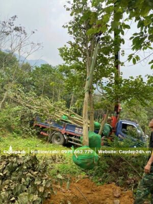 Dùng cân cẩu nâng 2 - 3 cây một cần, đưa lên xếp vào thùng xe