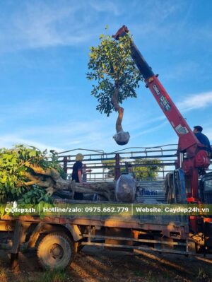 Dùng cần cẩu nâng cây hoa Osaka Đỏ cổ thụ lên xe