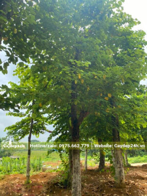 Cây cổ thụ hàng hiếm, đường kính gốc trên 30cm