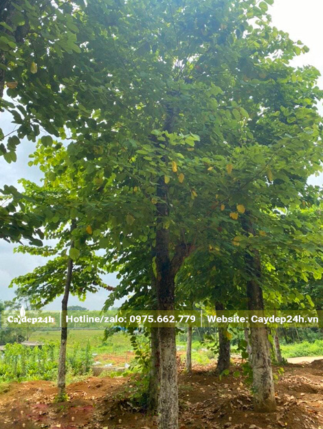 Cây cổ thụ hàng hiếm, đường kính gốc trên 30cm