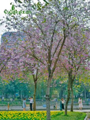 Cây Ban tây Bắc nở rộ hoa màu trắng hồng nhẹ nhàng, xinh xắn