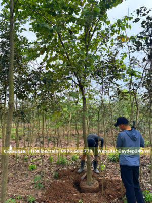Công nhân đang bứng bầu cây ban Tây Bắc công trình đường kính gốc 10cm