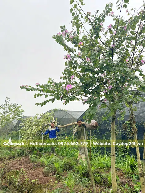 Công nhân đang bứng và di chuyển cây ban tây bắc ra khỏi nhà vườn
