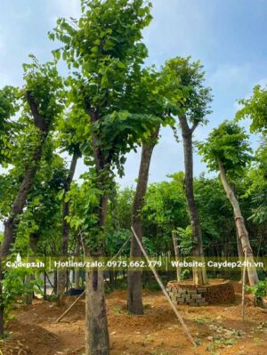 Vườn dâm ủ vài chục cây Ban Tây Bắc cổ thụ đường kính gốc 25 - 30cm