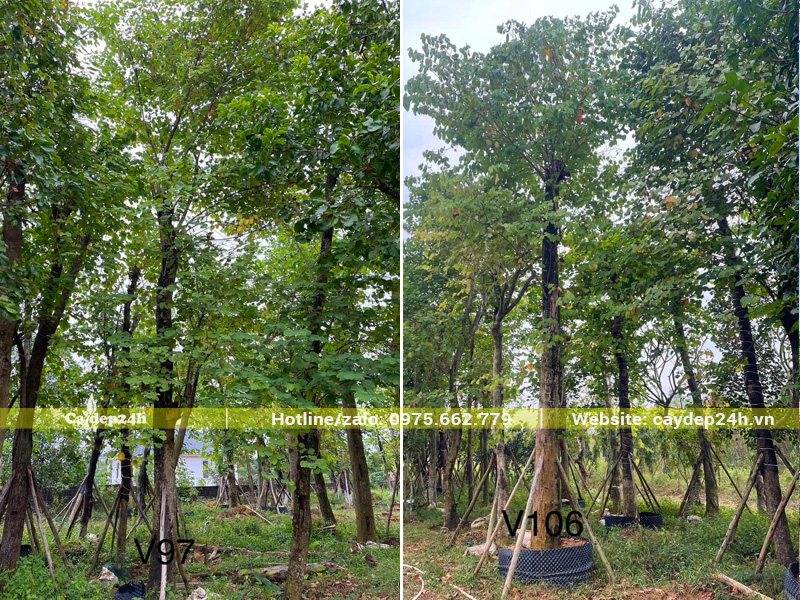 Cây Ban Tây Bắc cổ thụ đang dưỡng ủ trong bầu nổi