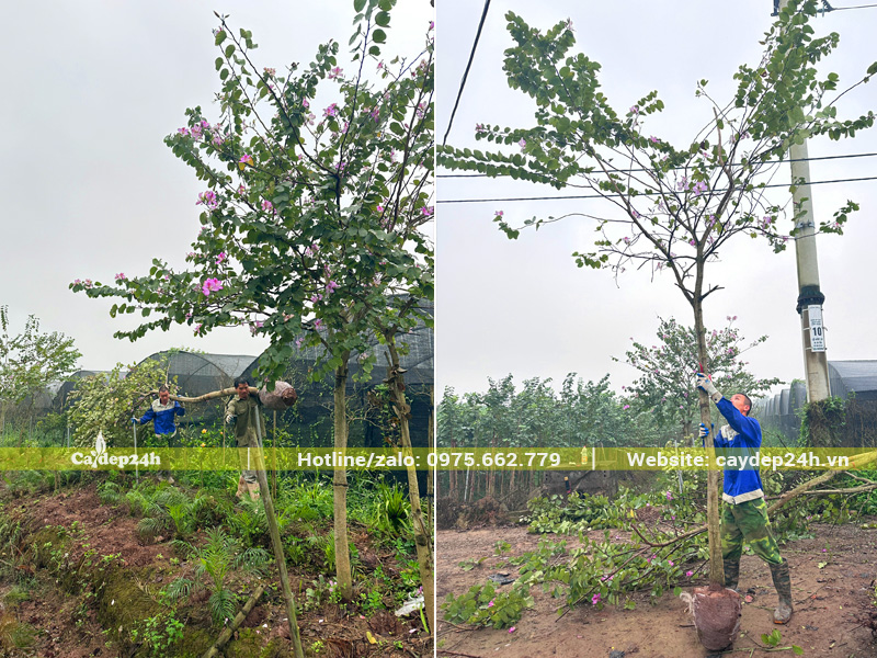 Cây bứng thẳng giữ nguyên tay cành tại vườn ươm Cây Đẹp 24h