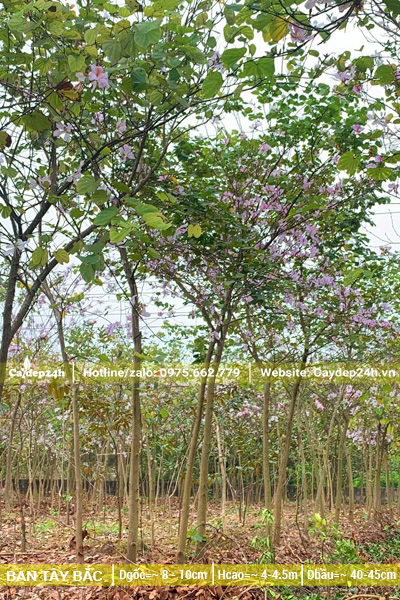 Vườn cây Ban Tây Bắc đang sẵn hoa