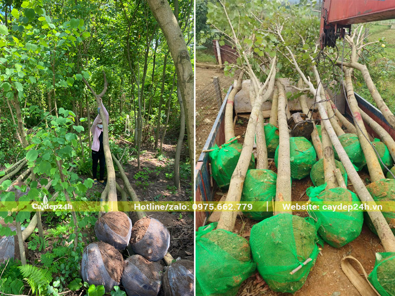 Bọc bầu cho cây Ban Tây Bắc mới bứng tại vườn ở Hưng Yên