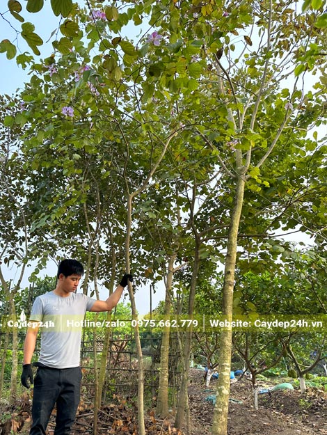Vườn cây Ban mới lớn, đường kính thân khoảng 5cm (đo cách gốc 1m)