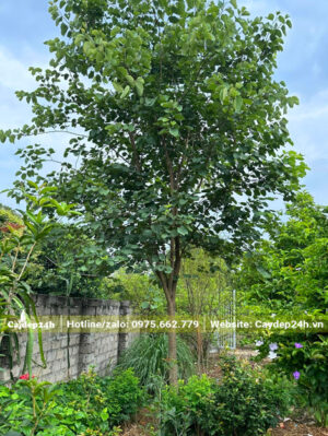 Cây trồng sân vườn nhà lấy bóng mát, tán đều và đẹp