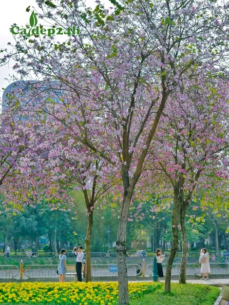 Cây Ban tây Bắc nở rộ hoa màu trắng hồng nhẹ nhàng, xinh xắn
