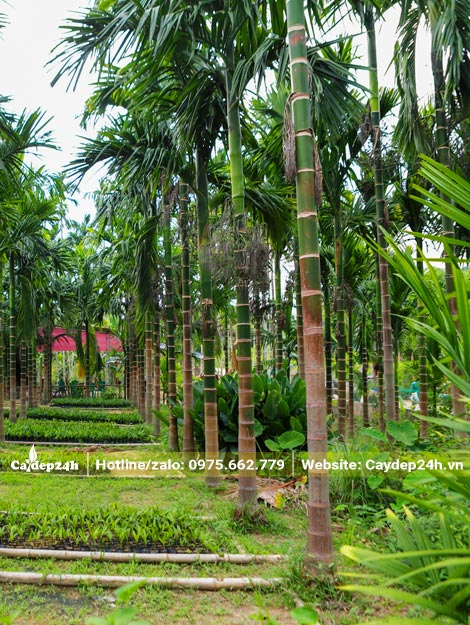 Vườn Cau trồng nhiều năm, cao gần 10cm