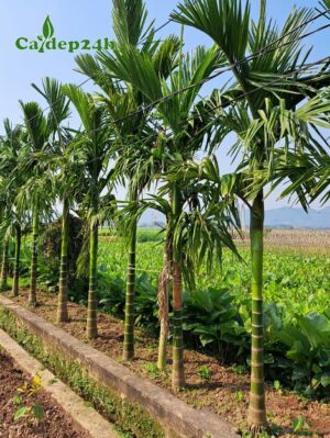 Hàng cây cau Ta trưởng thành đã trồng khoảng 4 - 5 năm