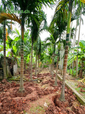 Đánh bầu số lượng lớn cây cau ta công trình