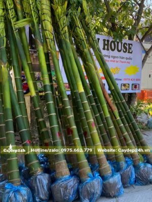 Cây Cau Ta công trình đẹp, chiều cao khoảng 3m trở lên