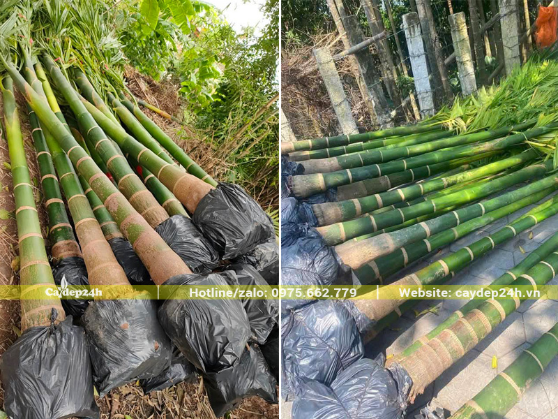 Bứng nóng cây cau ta và bọc bầu cẩn thận bằng túi đen