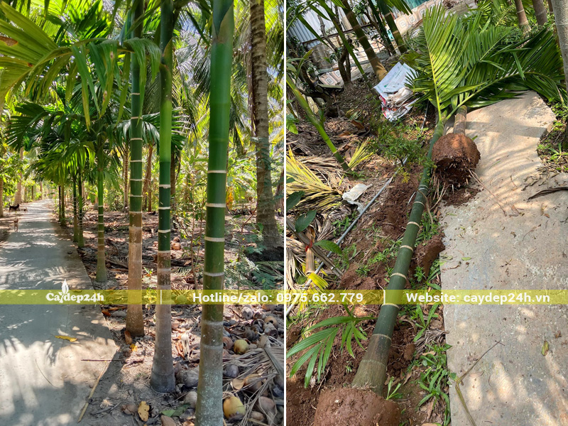 Đánh bầu cây cau ta trưởng thành, lóng thân cao 2 - 3m