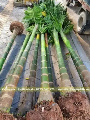 Cau Ta lâu năm, đã tỉa lá