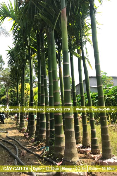 20 cây cau ta lóng thân cao 2.5m mới dâm ủ
