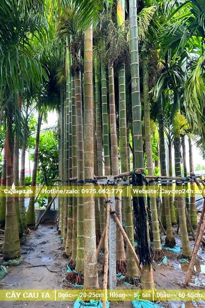 Cây cau ta lóng thân cao 5m, đã dâm ủ nhiều năm