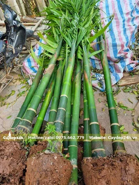 Khoảng chục cây Cau Ta mới bứng bầu chiều cao lóng thân khoảng 1 - 2m