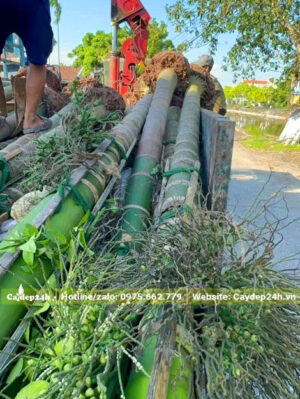 Cây cau ta sẵn hoa, lóng thân cao khoảng hơn 3m